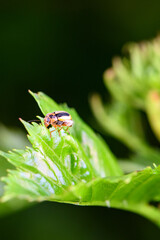 An insect that lives on wild plants -- a leaf beetle