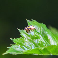 An insect that lives on wild plants -- a leaf beetle