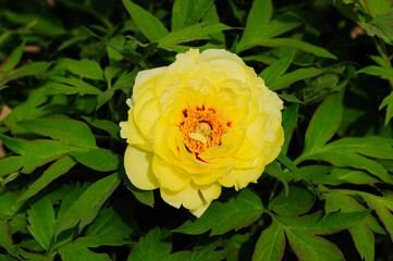 Peony in full bloom in the city park