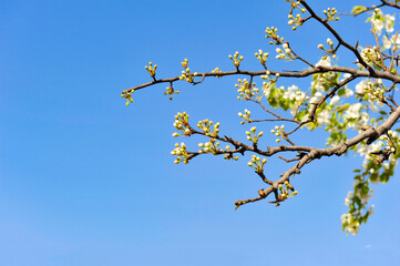 The pear trees on the hillside are full of white pear flowers
