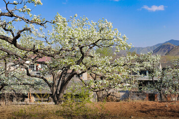The pear trees on the hillside are full of white pear flowers