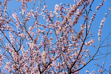 In spring, against a blue sky. A view of the city park in full bloom