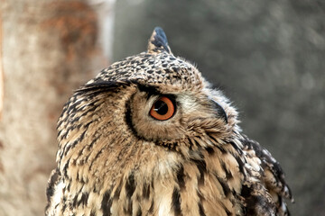 鋭い目付きで上空を見つめるアフリカワシミミズク