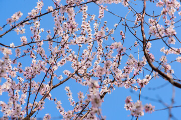 In spring, against a blue sky. A view of the city park in full bloom