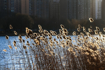 Beautiful reeds, in the park
