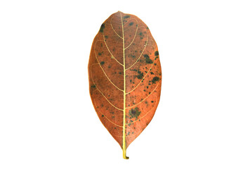 Isolated rotten and withered jackfruit leaf which has mold on its surface with clipping paths.