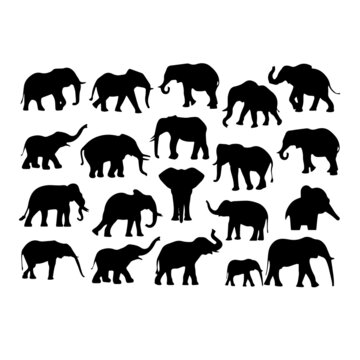 silhouette elephant animals illustration background design