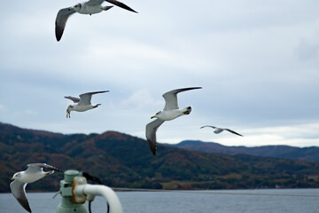 Black-tailed gull taken from above the car ferry