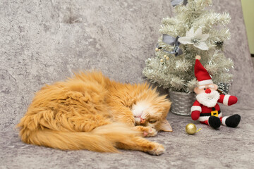 A red cat sleeps near a Christmas tree.
