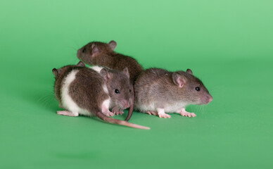 baby domestic rats