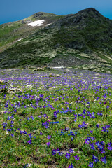 flowers in the mountains