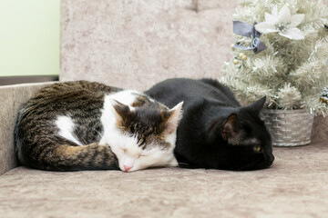 Black and striped cats are sleeping on the couch near the Christmas tree.