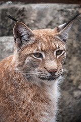 Portrait of The Eurasian lynx close-up, lat. Lynx lynx