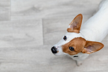 Jack Russell terrier. a beautiful little dog. top view.