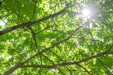 Fototapeta na wymiar Trees taken in the park and the sunlight seen between them
