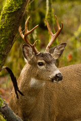 Oregon blacktail buck in heavy woods