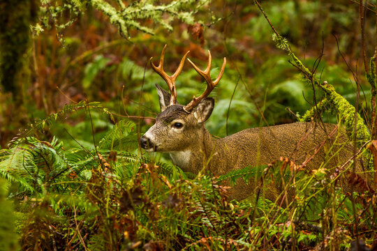 blacktail deer walking through the ferns