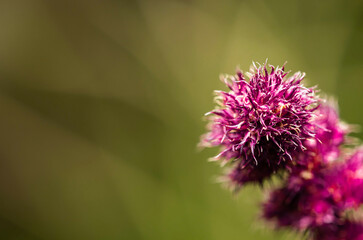 Selective focus and close up image of purple plant