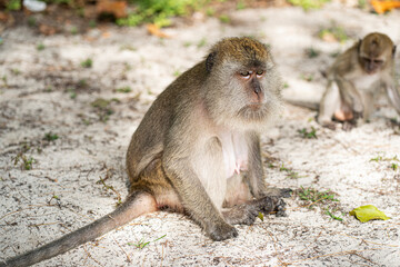 A monkey sitting on the sand on an island. Selective focus points