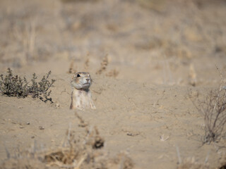 Gunnison's Prairie Dog Standing in Burrow with Only Its Head, Chest, and Arms Visible Facing Camera