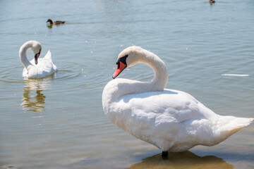 Naklejka na ściany i meble Graceful white Swan with a red beak stands on the bank of a pond