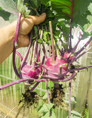 A woman's hand holds three freshly picked purple cabbage turnips with leaves and roots, outdoors in...