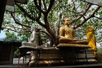 Buddha statues at the Seemamalaka in Gangaramaya Colombo 