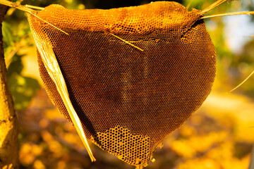 Deserted honeycomb, Abandoned house without bees, Yellow old house Depth of Field, On a blurred...