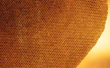 Deserted honeycomb, Abandoned house without bees, Yellow old house Depth of Field, On a blurred background.