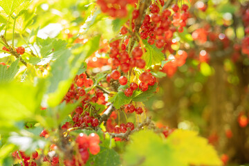 Red currant berries