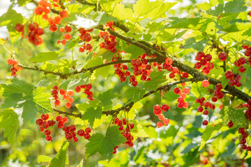Red currant berries