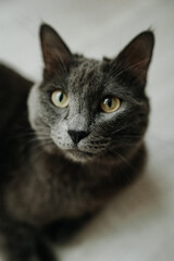 face of a gray shorthair cat of the Russian blue breed. vertical, selective focus, depth of field