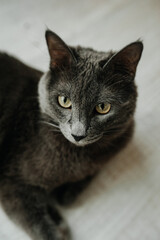 face of a gray shorthair cat of the Russian blue breed. vertical, selective focus, depth of field