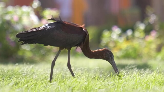 Glossy ibis wild bird, also known as Plegadis falcinellus walking on green lawn in summer