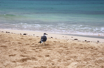 seagull on the beach. bird looks into the camera. calm blue sea and velvety sand.