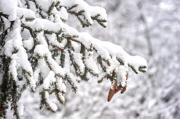 Spruce branch covered with snow with cones in the forest in winter