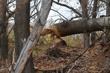 Naklejka na ściany i meble a tree felled by a beaver