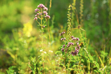 summer background. butterfly on a flower oregano on a background of green grass