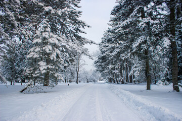 winter road in the forest