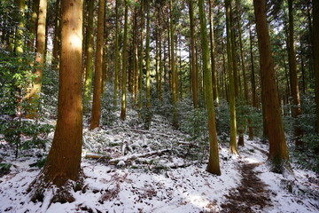 snowy cedar forest in the sunlight