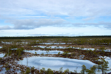 Swamp, Latvia nature