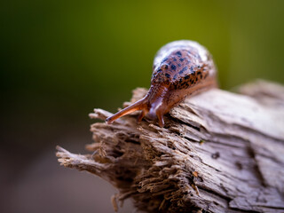 Slug in a garden