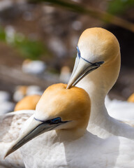Gannets at Muriwai beach