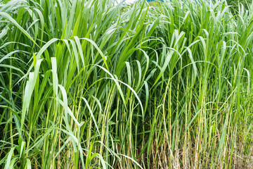 Sugar cane field with blue sky background.