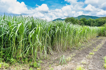 Sugar cane field with blue sky background.
