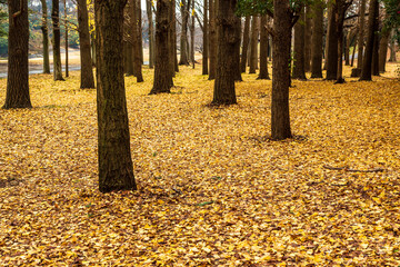 横浜市根岸森林公園銀杏落葉