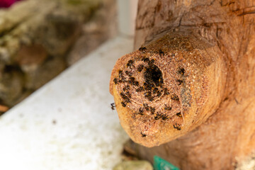 Stingless bees or trigona meliponini hive industry. A colony of stingless bees on beehive.