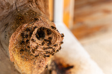 Stingless bees or trigona meliponini hive industry. A colony of stingless bees on beehive.