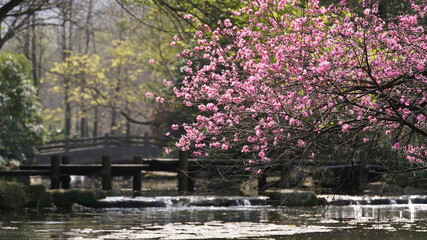 Naklejka premium The beautiful cherry flowers blooming in the park in China in spring