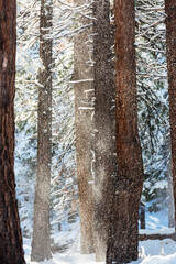 Fototapeta premium Winter forest